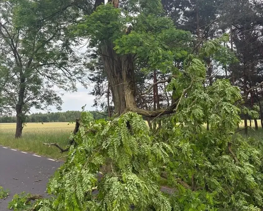 OSP Kotusz i Kamieniec usuwają zwisający konar z jezdni