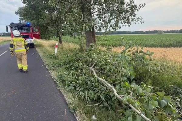 Powalony konar na drodze Rakoniewice – Łąkie usunięty przez kierowców