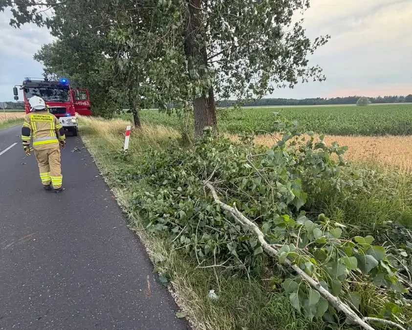 Powalony konar na drodze Rakoniewice – Łąkie usunięty przez kierowców