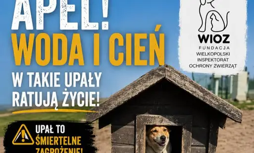Jak chronić zwierzęta podczas upałów? Praktyczne porady