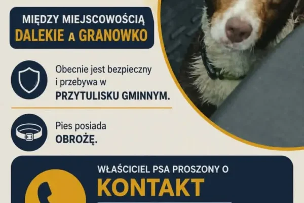 Zaginiony pies z gminy Granowo trafił do przytuliska – właściciel proszony o kontakt