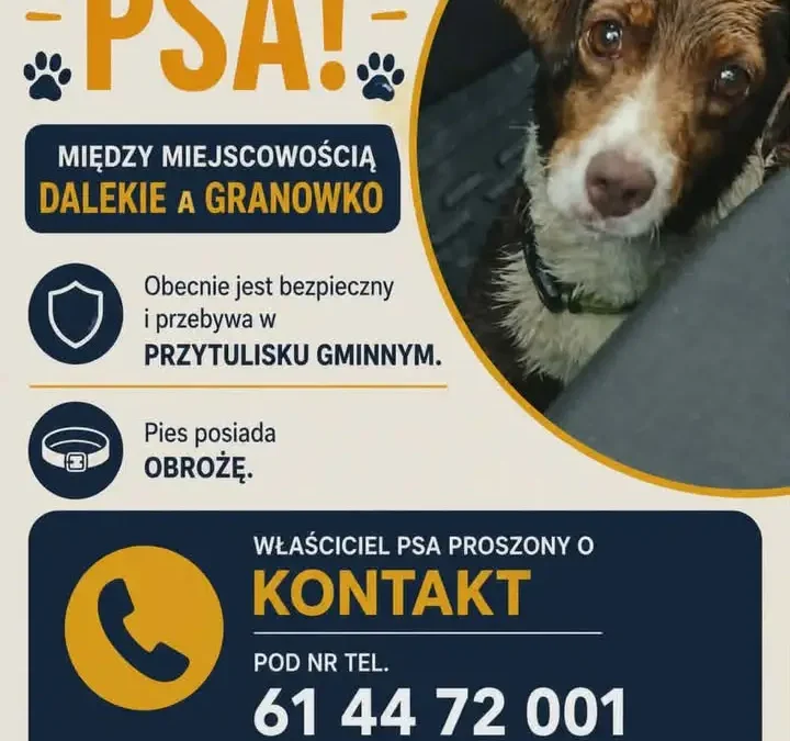 Zaginiony pies z gminy Granowo trafił do przytuliska – właściciel proszony o kontakt