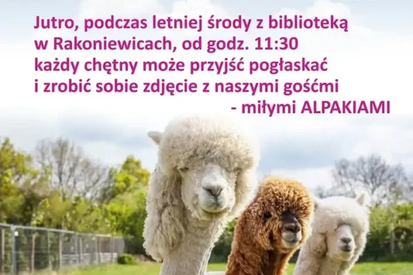 Spotkanie z alpakami w bibliotece w Rakoniewicach już jutro
