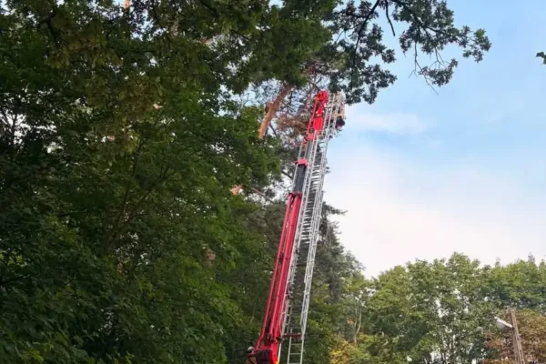Uschnięte drzewo zagrożeniem na drodze w Ruchocicach – interwencja OSP Rakoniewice