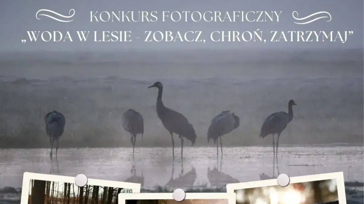 Konkurs fotograficzny „Woda w lesie” – Nadleśnictwo Kościan zaprasza