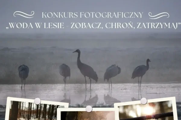 Konkurs fotograficzny „Woda w lesie” – Nadleśnictwo Kościan zaprasza