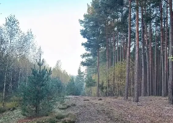 Rajd pieszy w Grodzisku Wielkopolskim – już jutro!