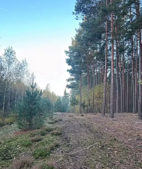Rajd pieszy w Grodzisku Wielkopolskim – już jutro!